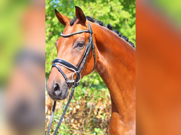 Hannoveriano Caballo castrado 5 años 170 cm Castaño in Selsingen