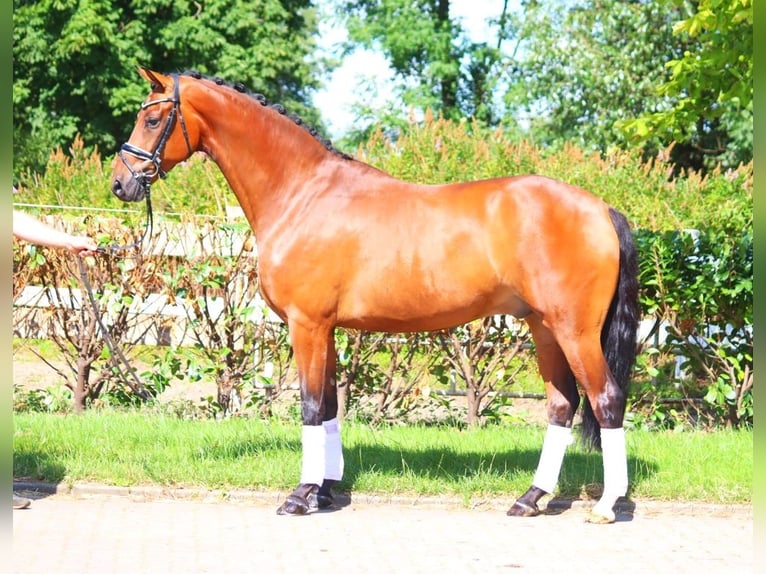 Hannoveriano Caballo castrado 5 años 170 cm Castaño in Selsingen