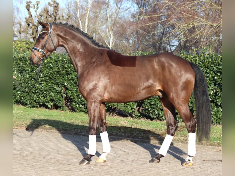 Hannoveriano Caballo castrado 5 años 170 cm Castaño in Selsingen