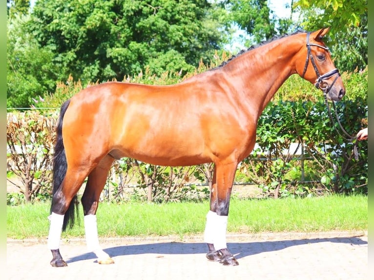 Hannoveriano Caballo castrado 5 años 170 cm Castaño in Selsingen