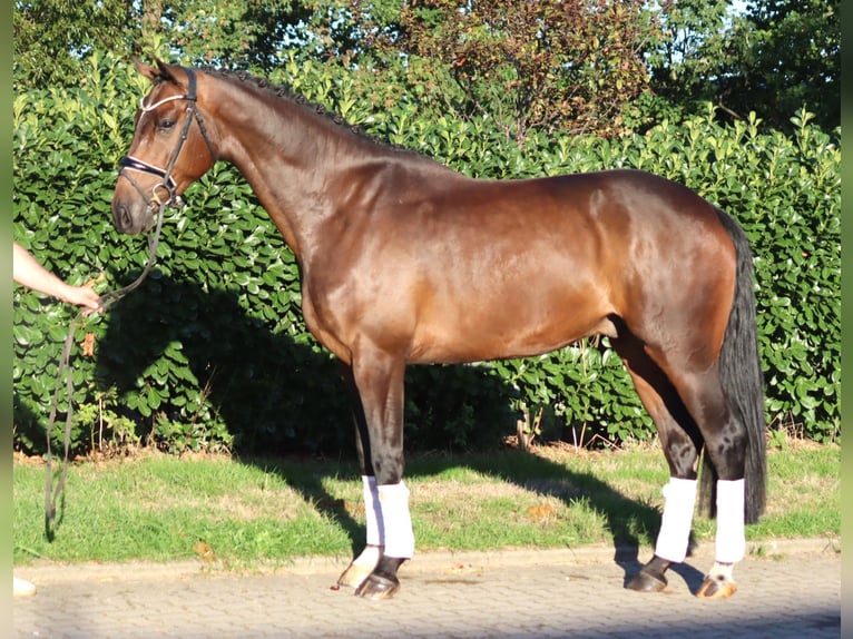Hannoveriano Caballo castrado 5 años 170 cm Castaño in Selsingen