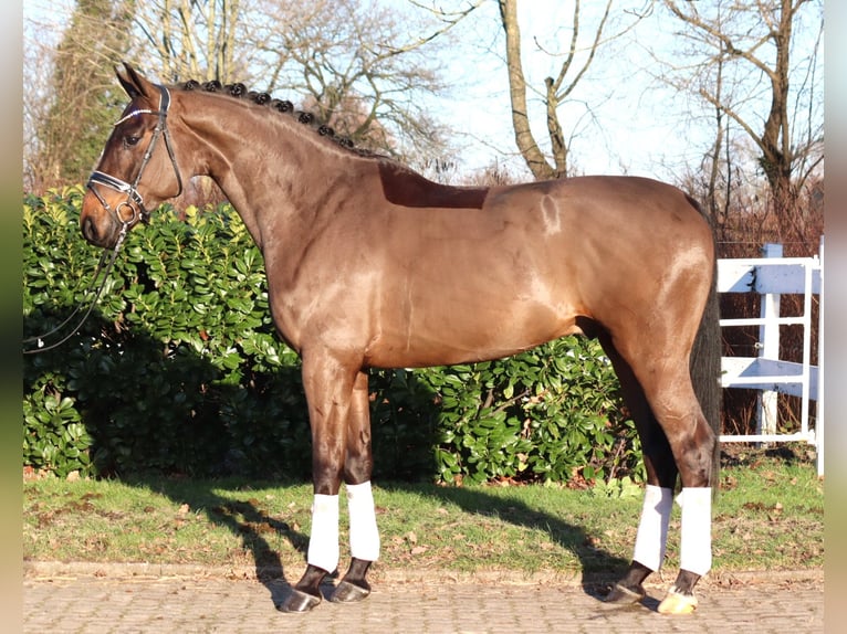 Hannoveriano Caballo castrado 5 años 170 cm Castaño in Selsingen