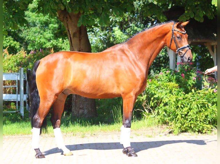 Hannoveriano Caballo castrado 5 años 170 cm Castaño in Selsingen