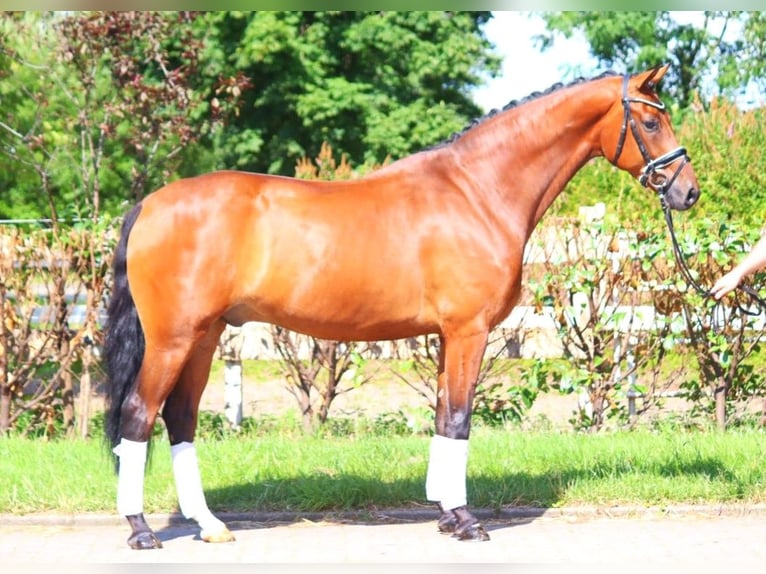 Hannoveriano Caballo castrado 5 años 170 cm Castaño in Selsingen