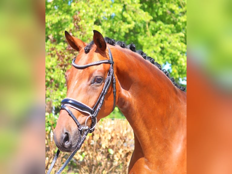 Hannoveriano Caballo castrado 5 años 170 cm Castaño in Selsingen