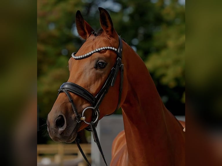 Hannoveriano Caballo castrado 5 años 170 cm Castaño in Silberhausen