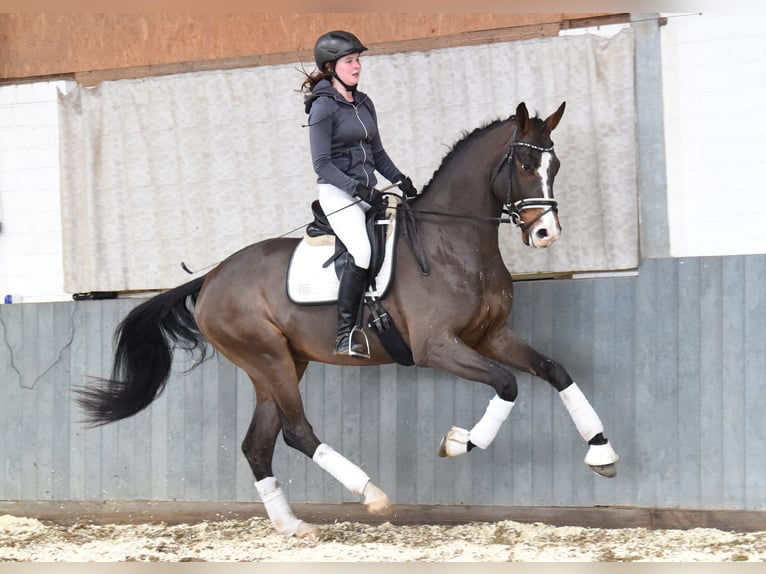 Hannoveriano Caballo castrado 5 años 170 cm Castaño in Tiddische