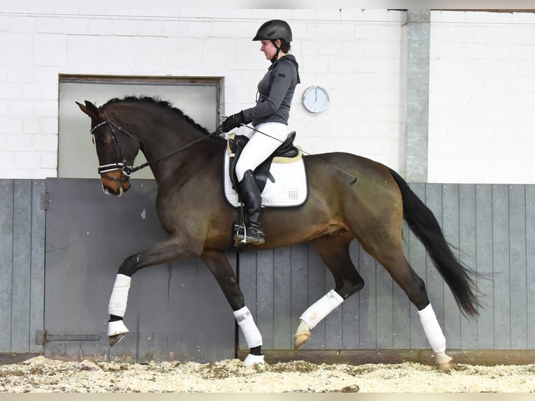 Hannoveriano Caballo castrado 5 años 170 cm Castaño in Tiddische