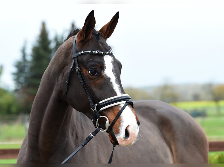 Hannoveriano Caballo castrado 5 años 170 cm Castaño in Tiddische