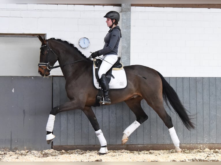 Hannoveriano Caballo castrado 5 años 170 cm Castaño in Tiddische