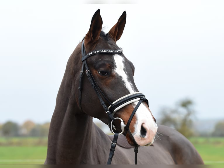 Hannoveriano Caballo castrado 5 años 170 cm Castaño in Tiddische