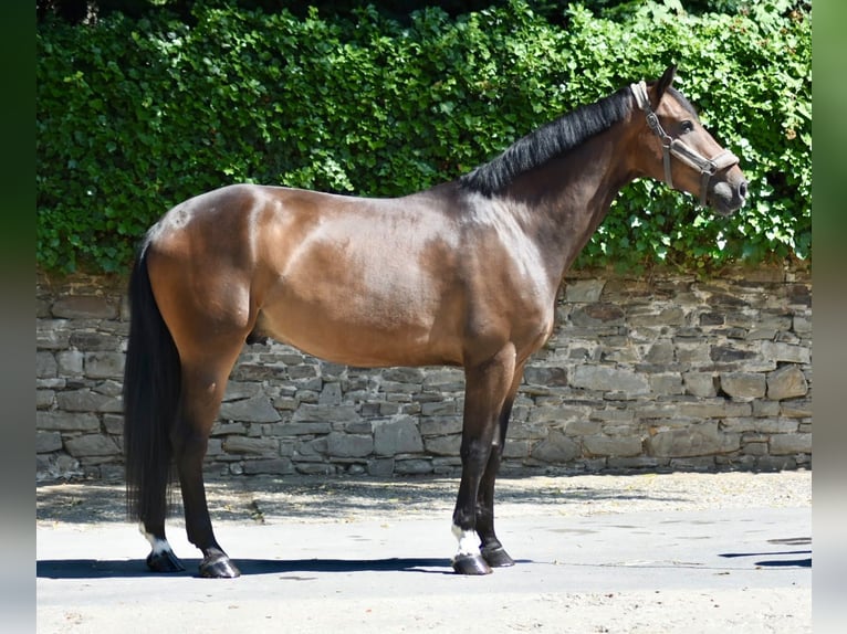 Hannoveriano Caballo castrado 5 años 170 cm Castaño in Ratingen
