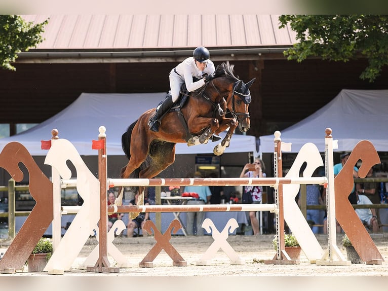 Hannoveriano Caballo castrado 5 años 170 cm Castaño in Riedstadt