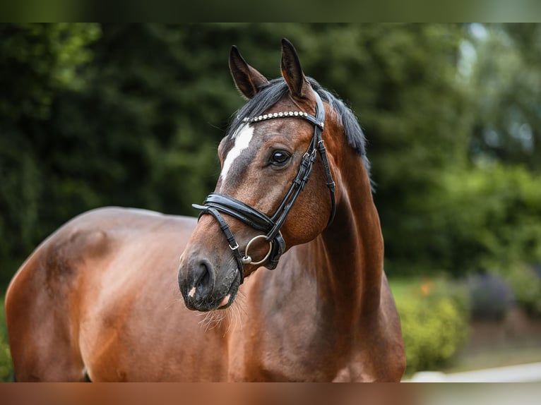 Hannoveriano Caballo castrado 5 años 170 cm Castaño in Riedstadt