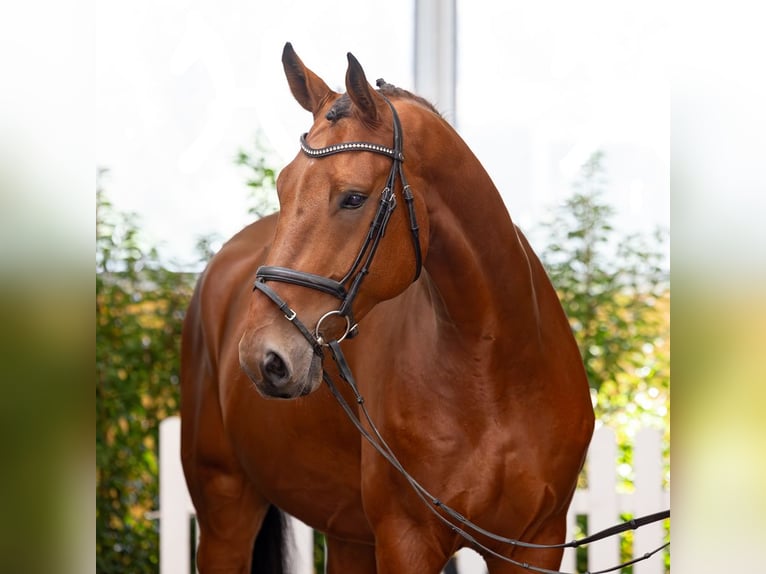 Hannoveriano Caballo castrado 5 años 170 cm Castaño in Verden