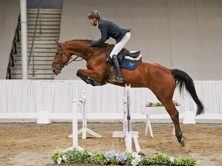 Hannoveriano Caballo castrado 5 años 170 cm Castaño in Verden