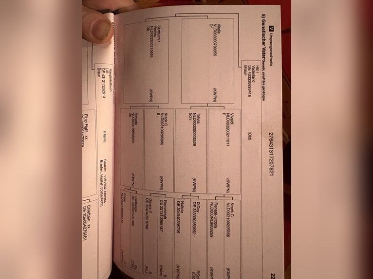 Hannoveriano Caballo castrado 5 años 170 cm Castaño oscuro in Kirchlinteln