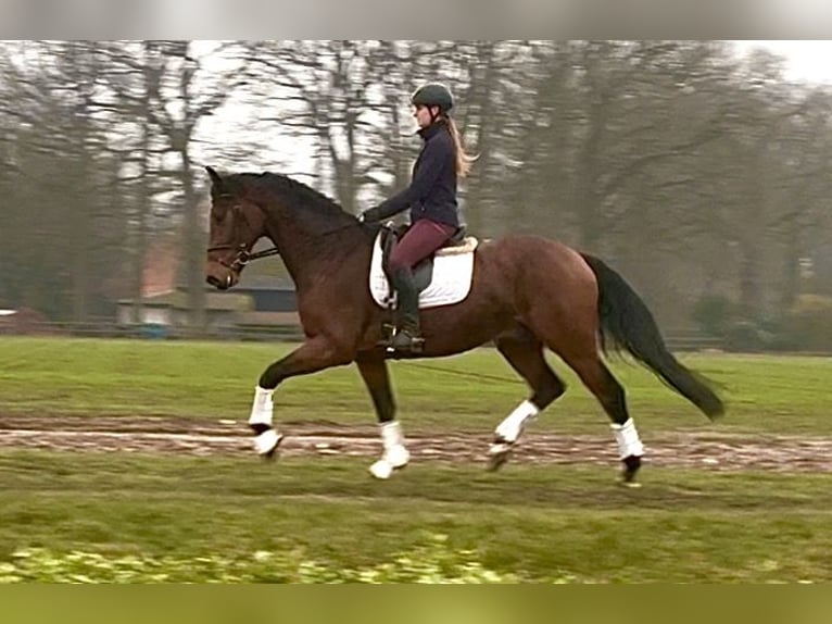 Hannoveriano Caballo castrado 5 años 170 cm Castaño oscuro in Kirchlinteln