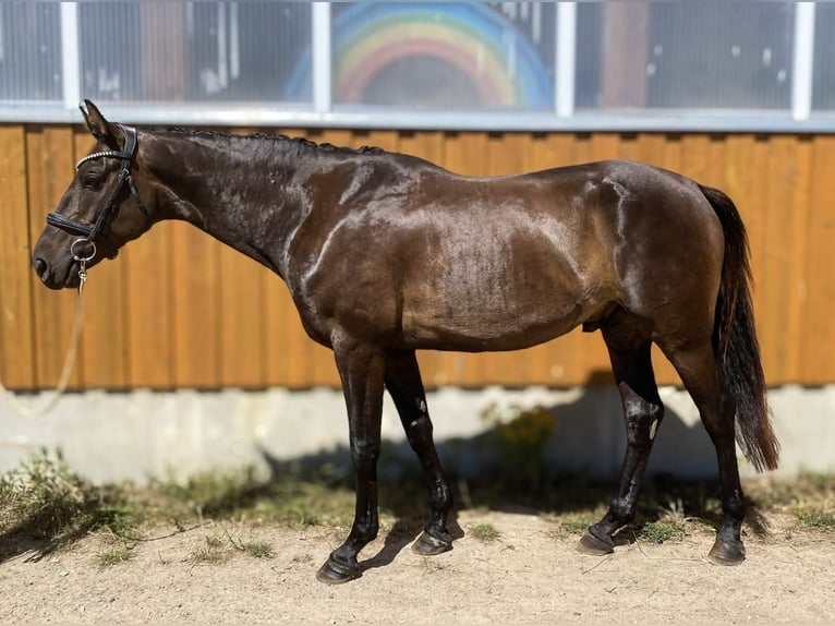 Hannoveriano Caballo castrado 5 años 170 cm Castaño oscuro in Neu Gaarz