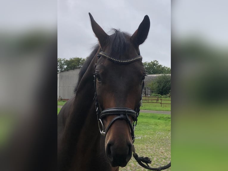 Hannoveriano Caballo castrado 5 años 170 cm Castaño oscuro in Schiffdorf
