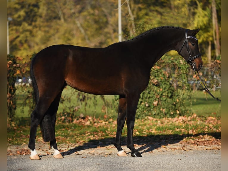 Hannoveriano Caballo castrado 5 años 170 cm Castaño oscuro in Königsdorf