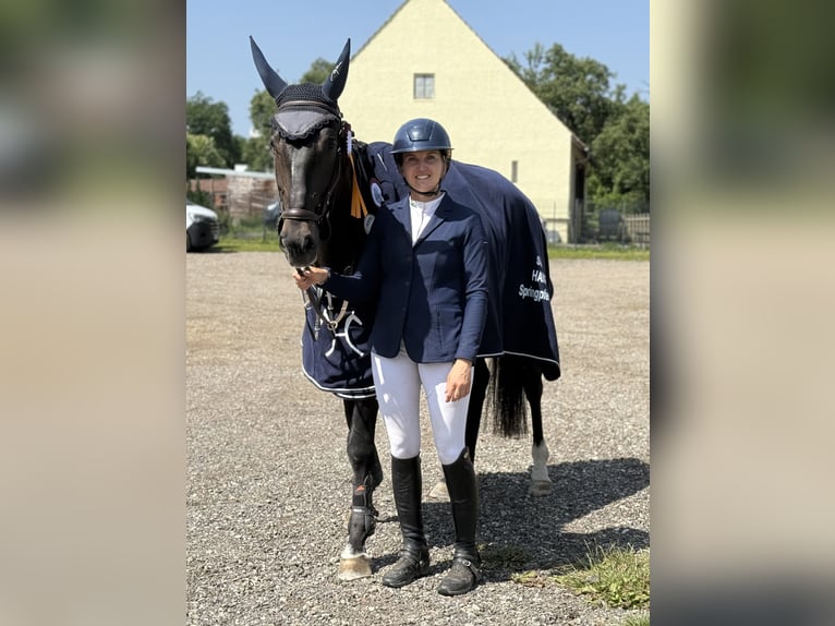 Hannoveriano Caballo castrado 5 años 170 cm Castaño oscuro in Altusried