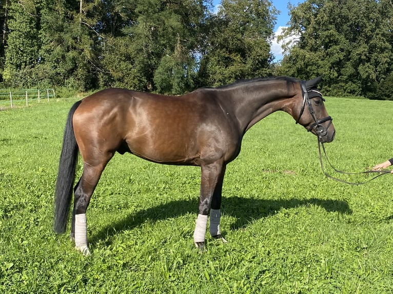 Hannoveriano Caballo castrado 5 años 170 cm Castaño oscuro in Traunreut