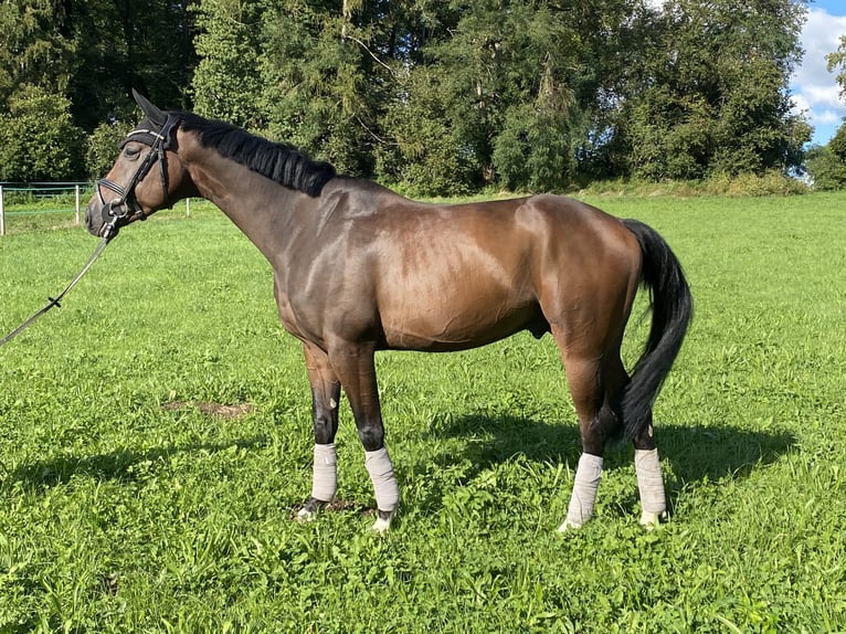 Hannoveriano Caballo castrado 5 años 170 cm Castaño oscuro in Traunreut