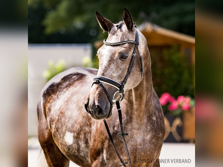 Hannoveriano Caballo castrado 5 años 170 cm Castaño oscuro in Verden