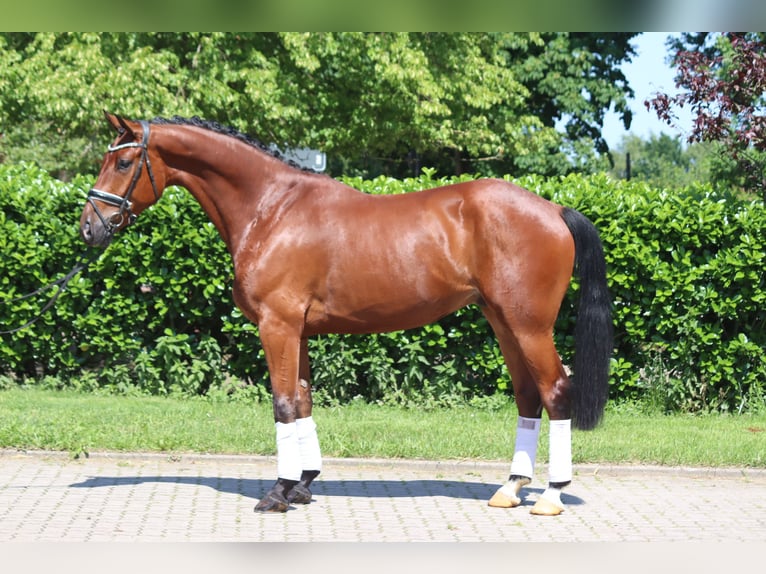 Hannoveriano Caballo castrado 5 años 170 cm Castaño in Selsingen