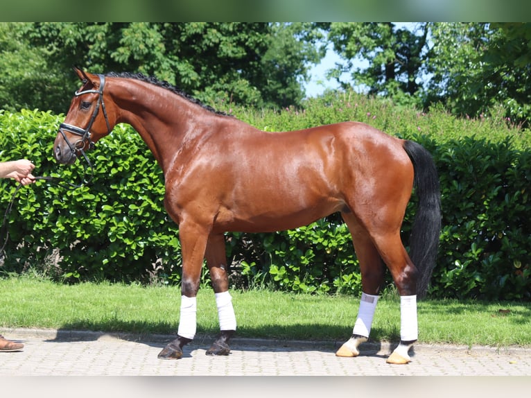 Hannoveriano Caballo castrado 5 años 170 cm Castaño in Selsingen