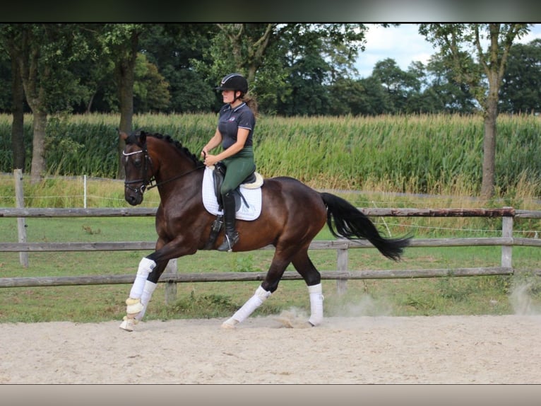 Hannoveriano Caballo castrado 5 años 170 cm Morcillo in Fürstenau