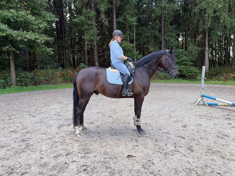 Hannoveriano Caballo castrado 5 años 170 cm Morcillo in Kutenholz