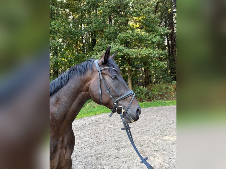 Hannoveriano Caballo castrado 5 años 170 cm Morcillo in Kutenholz