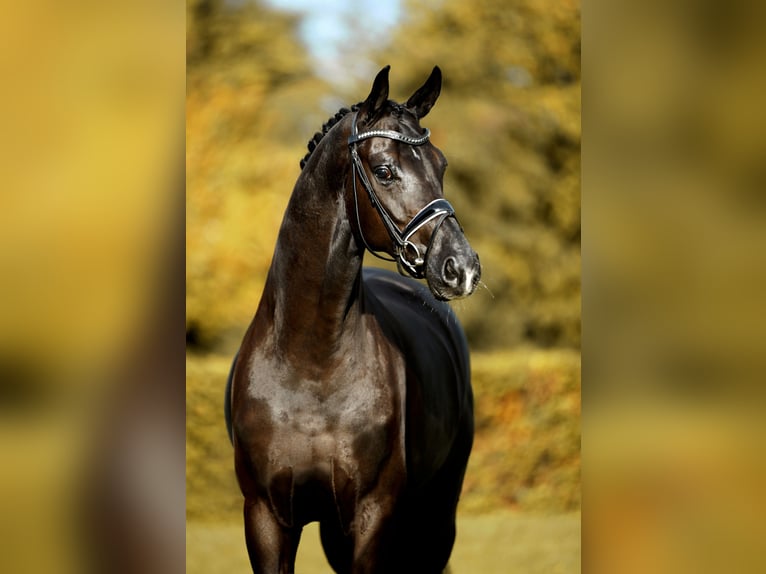 Hannoveriano Caballo castrado 5 años 170 cm Negro in Greven