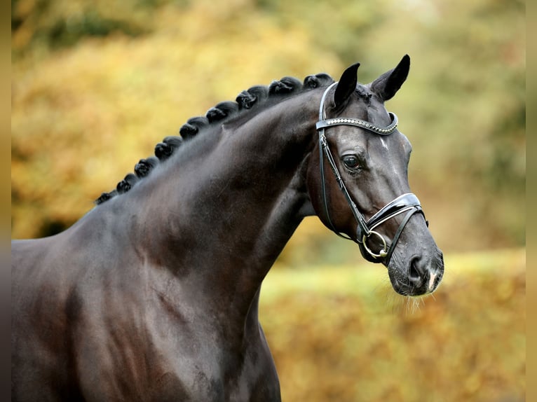 Hannoveriano Caballo castrado 5 años 170 cm Negro in Greven