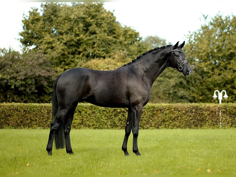 Hannoveriano Caballo castrado 5 años 170 cm Negro in Greven