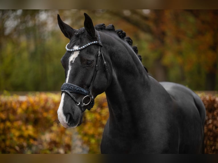 Hannoveriano Caballo castrado 5 años 170 cm Negro in Wehringen