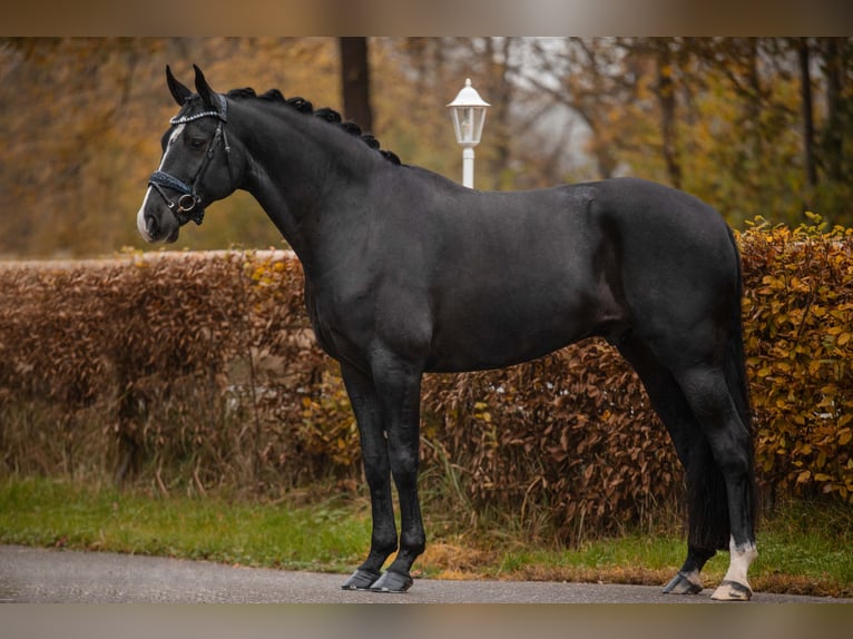 Hannoveriano Caballo castrado 5 años 170 cm Negro in Wehringen