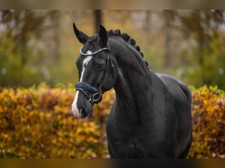 Hannoveriano Caballo castrado 5 años 170 cm Negro in Wehringen