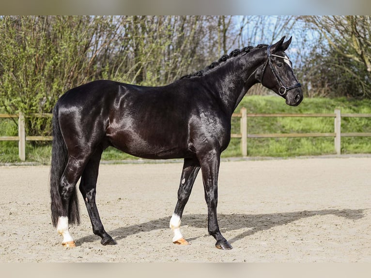 Hannoveriano Caballo castrado 5 años 170 cm Negro in Riedstadt