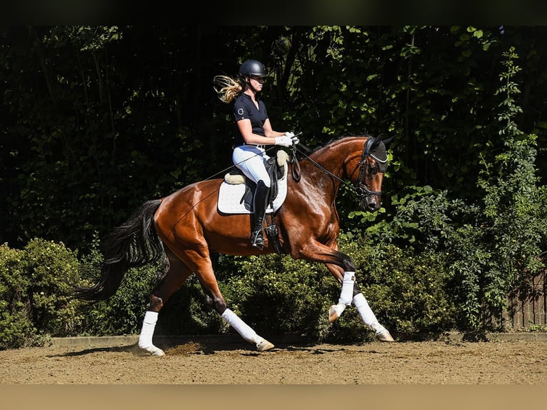 Hannoveriano Caballo castrado 5 años 170 cm Negro in Riedstadt