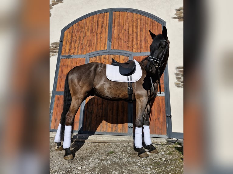 Hannoveriano Caballo castrado 5 años 170 cm Negro in Hagen