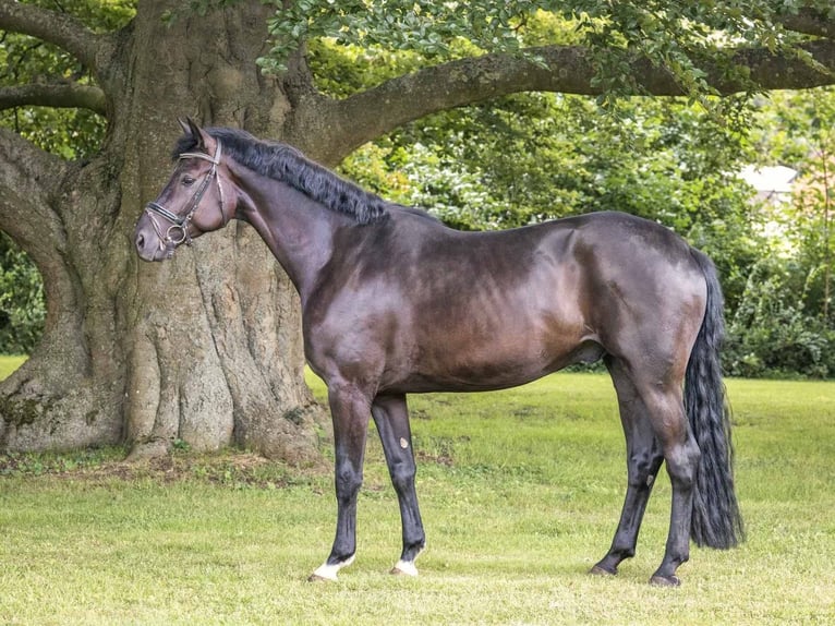 Hannoveriano Caballo castrado 5 años 170 cm Negro in Langelsheim