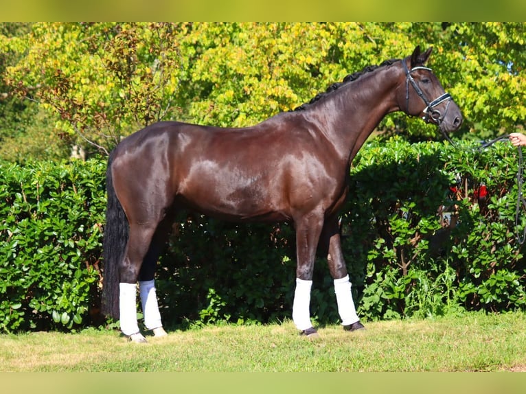 Hannoveriano Caballo castrado 5 años 170 cm Negro in Selsingen