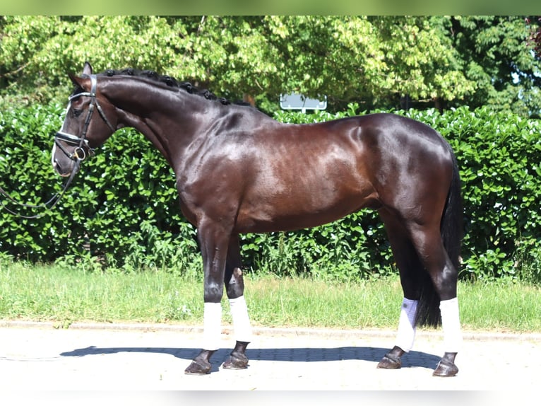 Hannoveriano Caballo castrado 5 años 170 cm Negro in Selsingen
