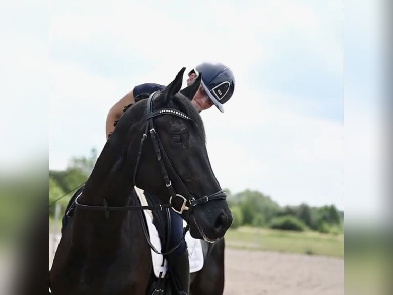 Hannoveriano Caballo castrado 5 años 170 cm Negro in Warsaw