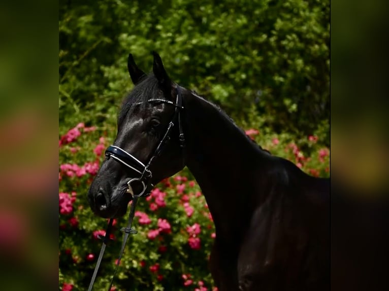 Hannoveriano Caballo castrado 5 años 170 cm Negro in Warsaw