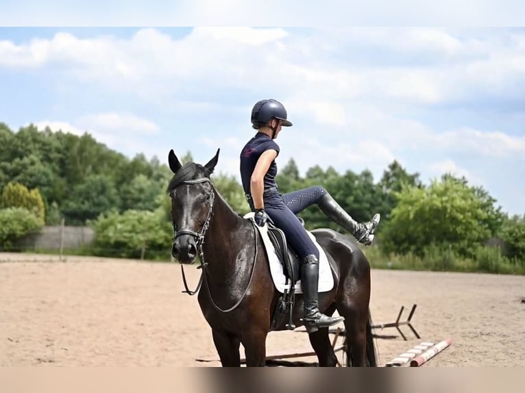 Hannoveriano Caballo castrado 5 años 170 cm Negro in Warsaw