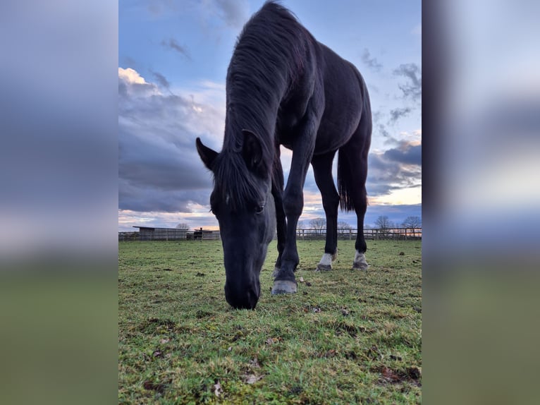 Hannoveriano Caballo castrado 5 años 170 cm Negro in Bröthen